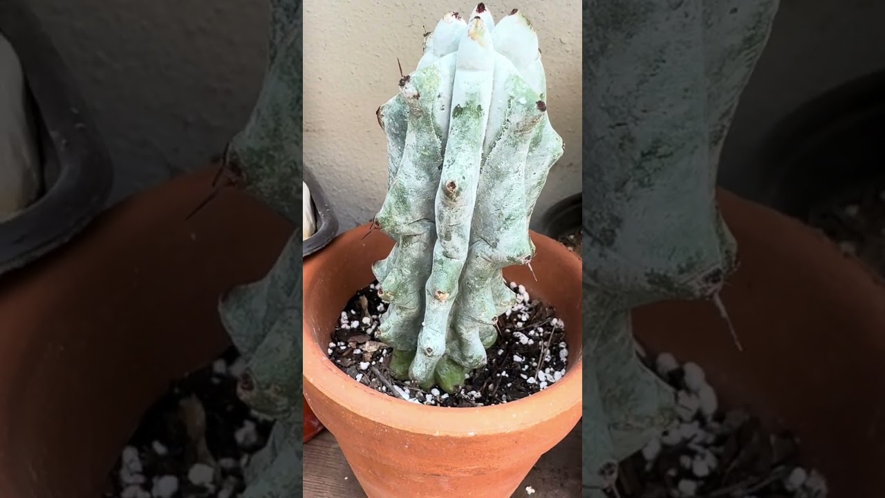 Mi colección de cactus 