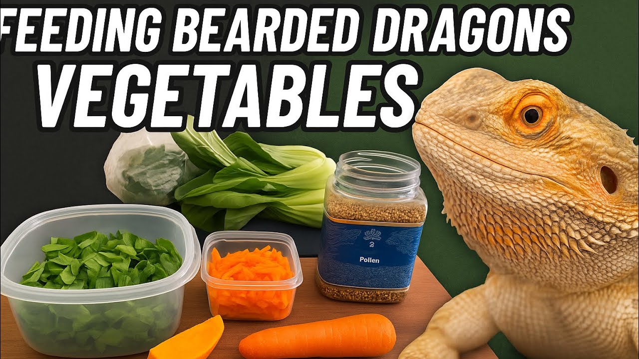 Feeding Bearded Dragons Vegetables