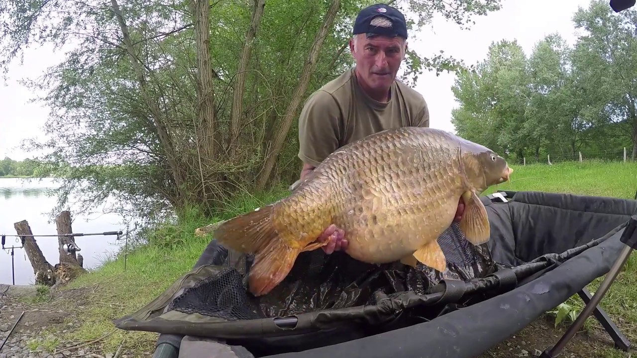 iktus carp en folie la frénésie des big fish