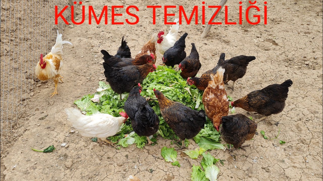 TAVUK KÜMESİ TEMİZLİĞİ. KÜMES NASIL TEMİZLENİR. DETAYLI TEMİZLİK.