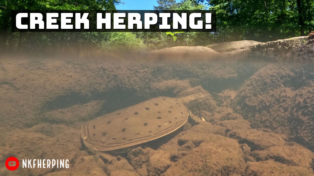 Walking Creeks for Snakes and Turtles in Metro Atlanta! Cottonmouth, Softshell, and More!