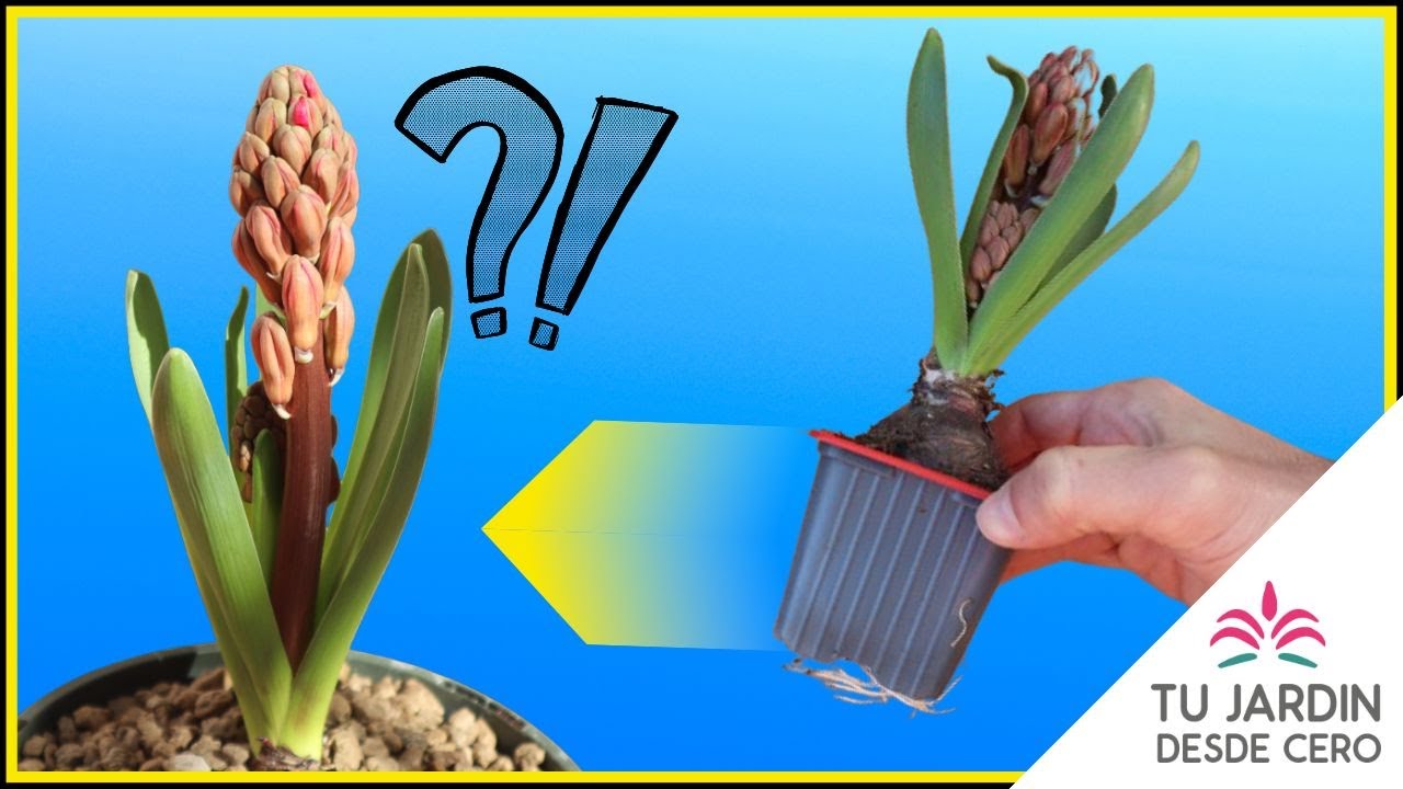 🌱 Plantar Jacinto brotado + 2 ERRORES con bulbos y otras bulbosas
