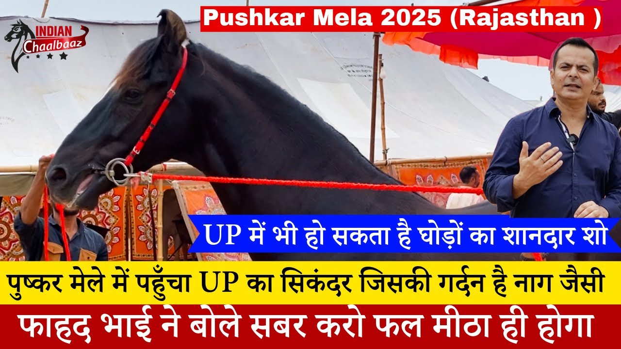 पुष्कर मेले में पहुँचा UP का सिकंदर जिसकी गर्दन है नाग जैसी Pushkar Mela 2025