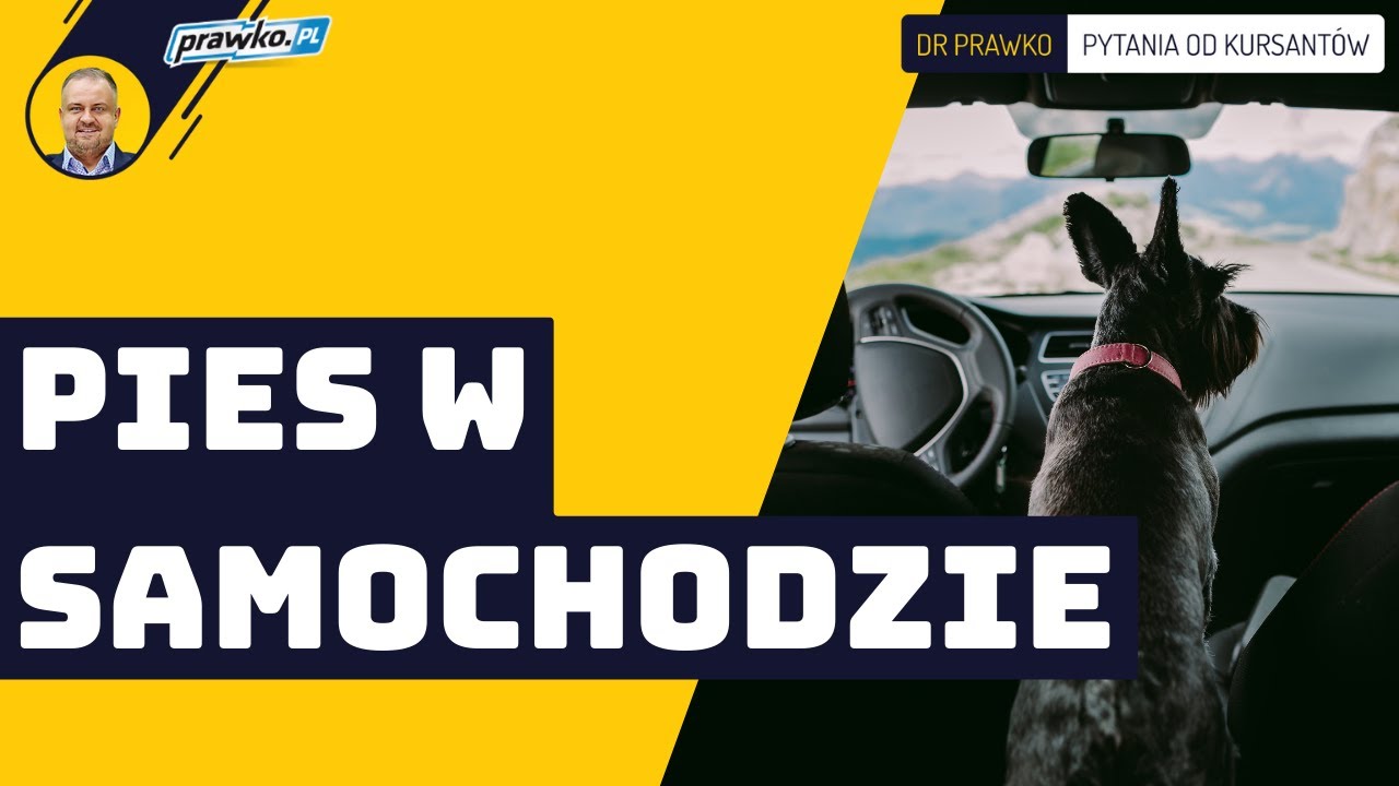 Jak przewozić psy w samochodzie?