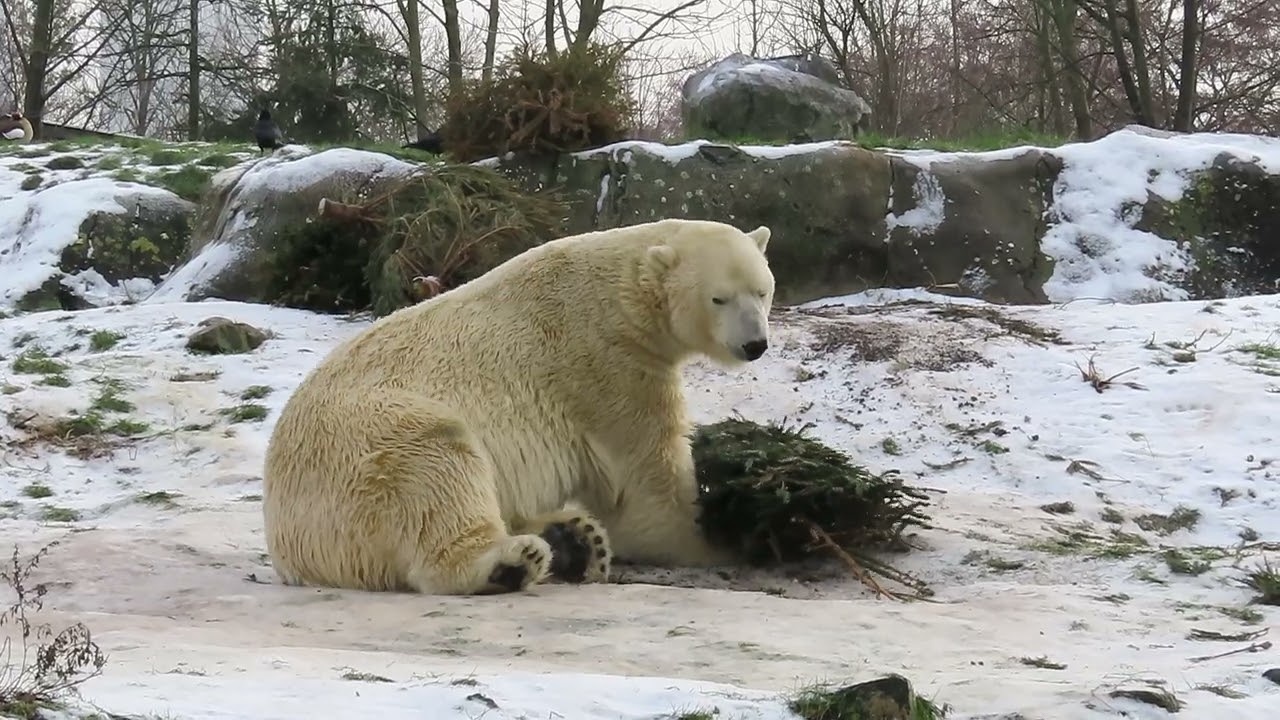 Nivi en Wolodja, fijn samen stoeien. Kerstbomen doen het altijd prima.