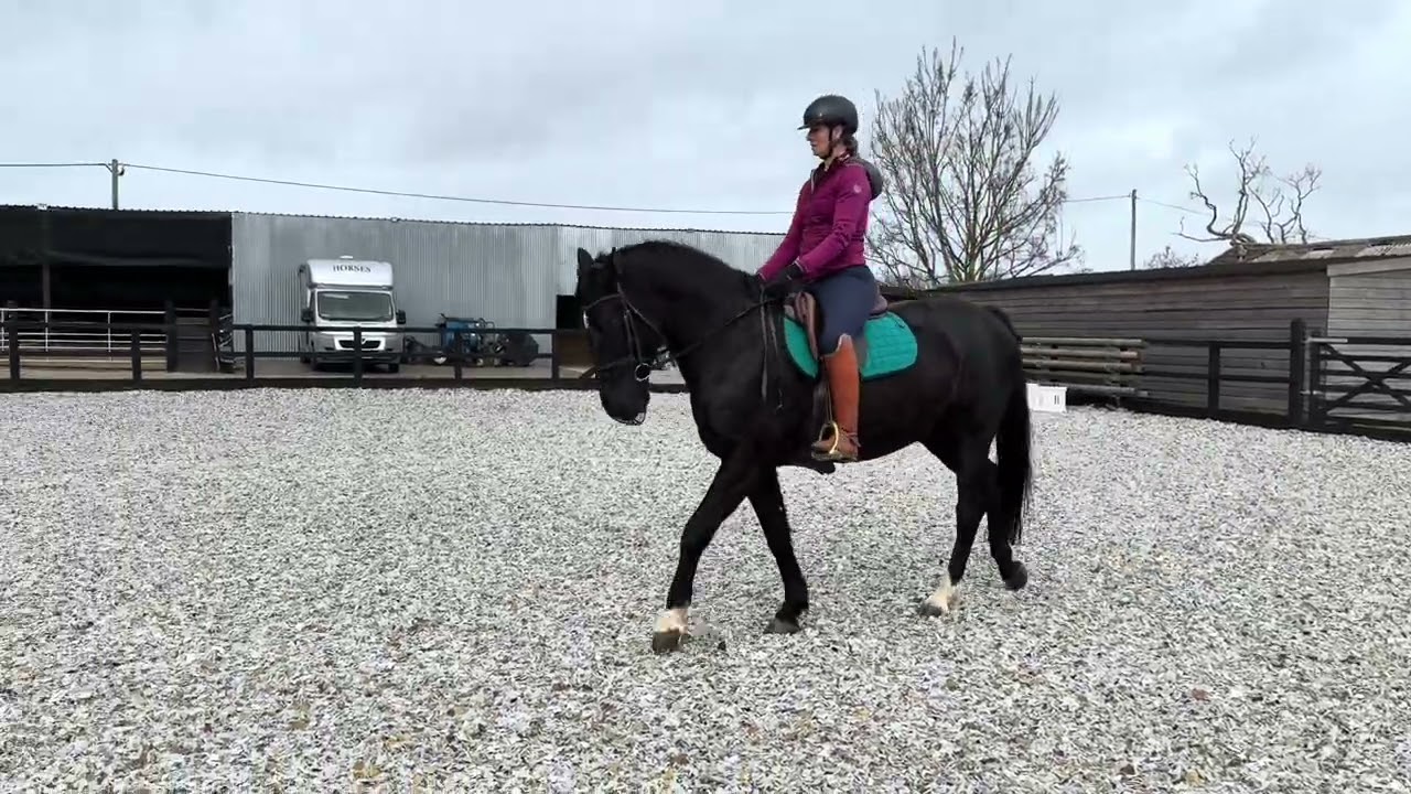 16.1hh 9yo Oldenburg Gelding – Serious Talent, Trainable & Kind
