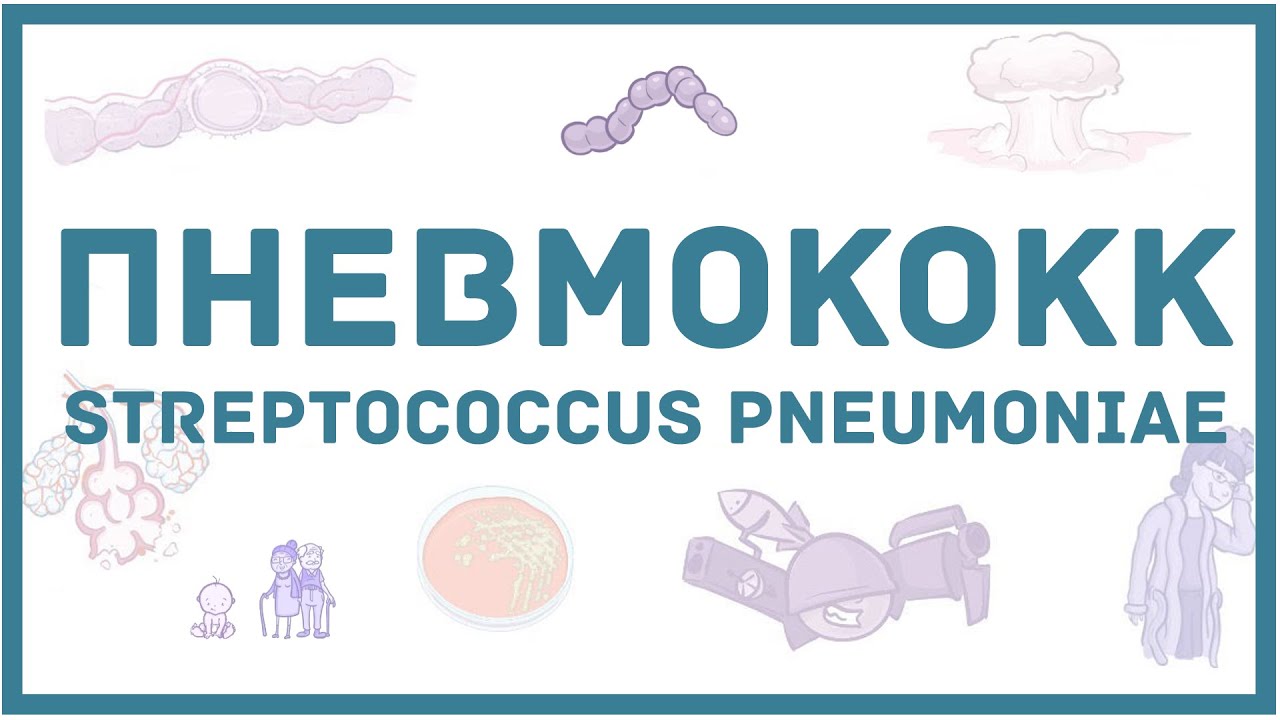 Пневмококк - микробиология, токсины, заболевания, антибиотики, диагностика