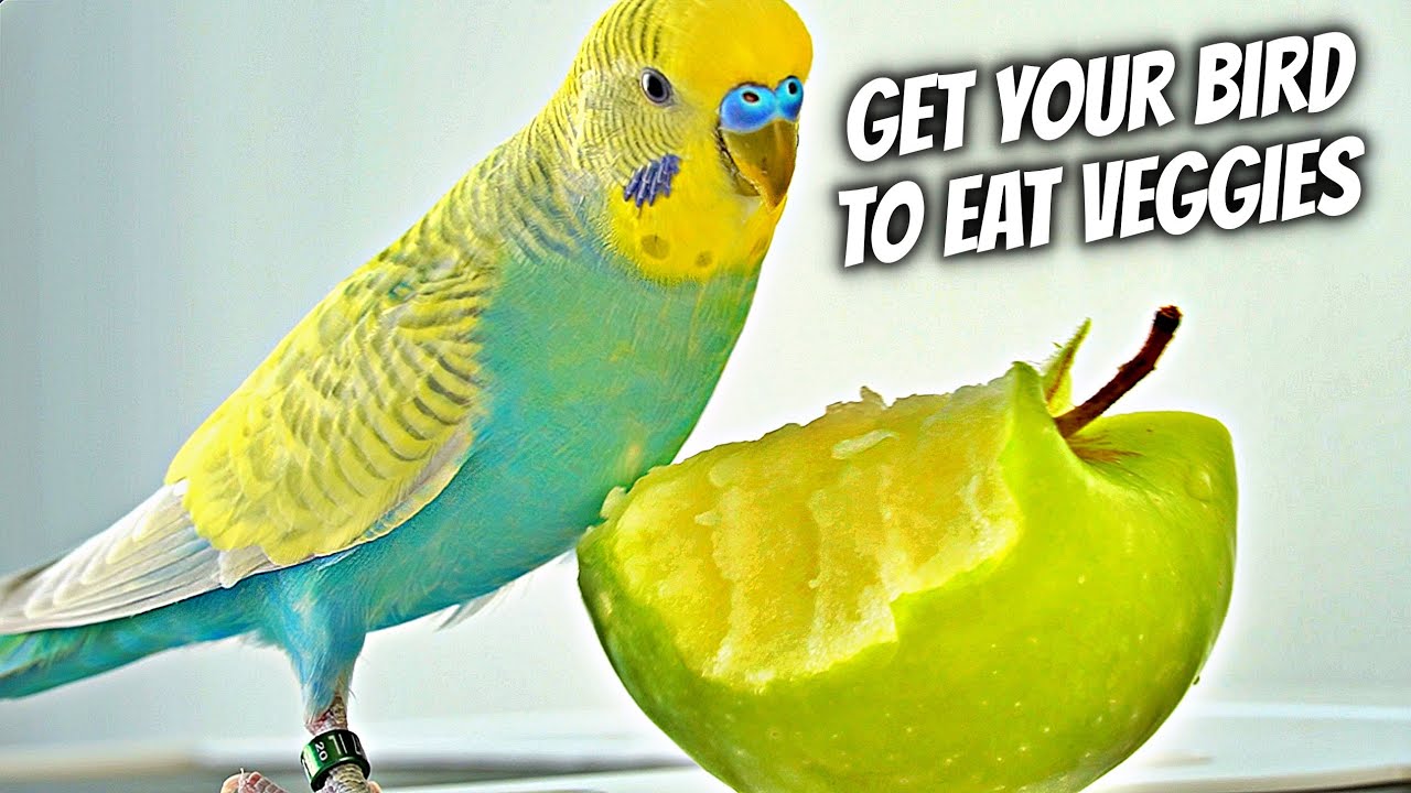 5 Ways to Make Your Bird Eat Veggies and Fruits