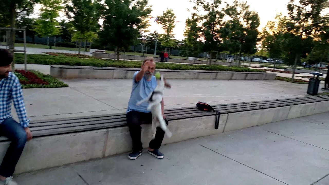 Köpekler ve İnsanlar 3 