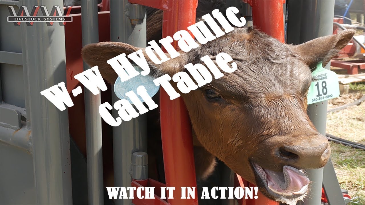 W-W Hydraulic Calf Table