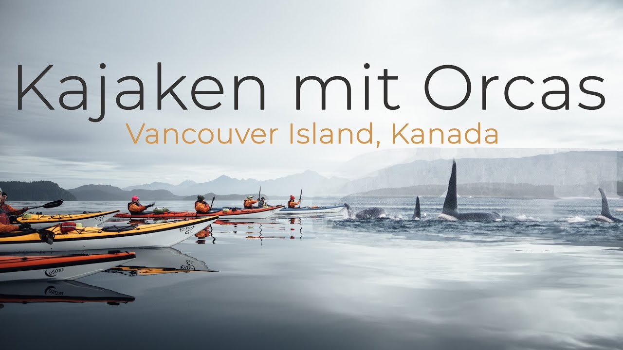 Kajaken mit Orcas auf Vancouver Island | Camping, Wale, Robben, Seelöwen, Kanada