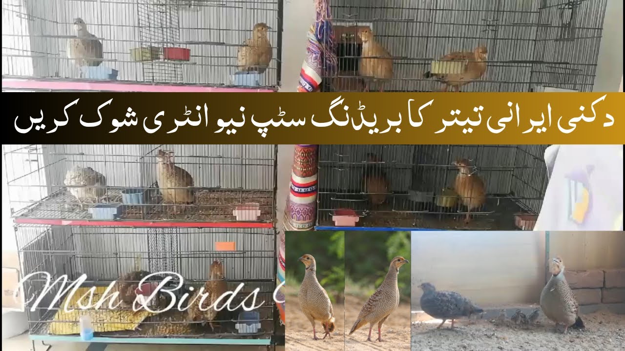 Dakni Irani Teetar ka khubsoorat setup | Teetar Breeding Setup | Teetar ki Awaaz Irani Dakni Teetar