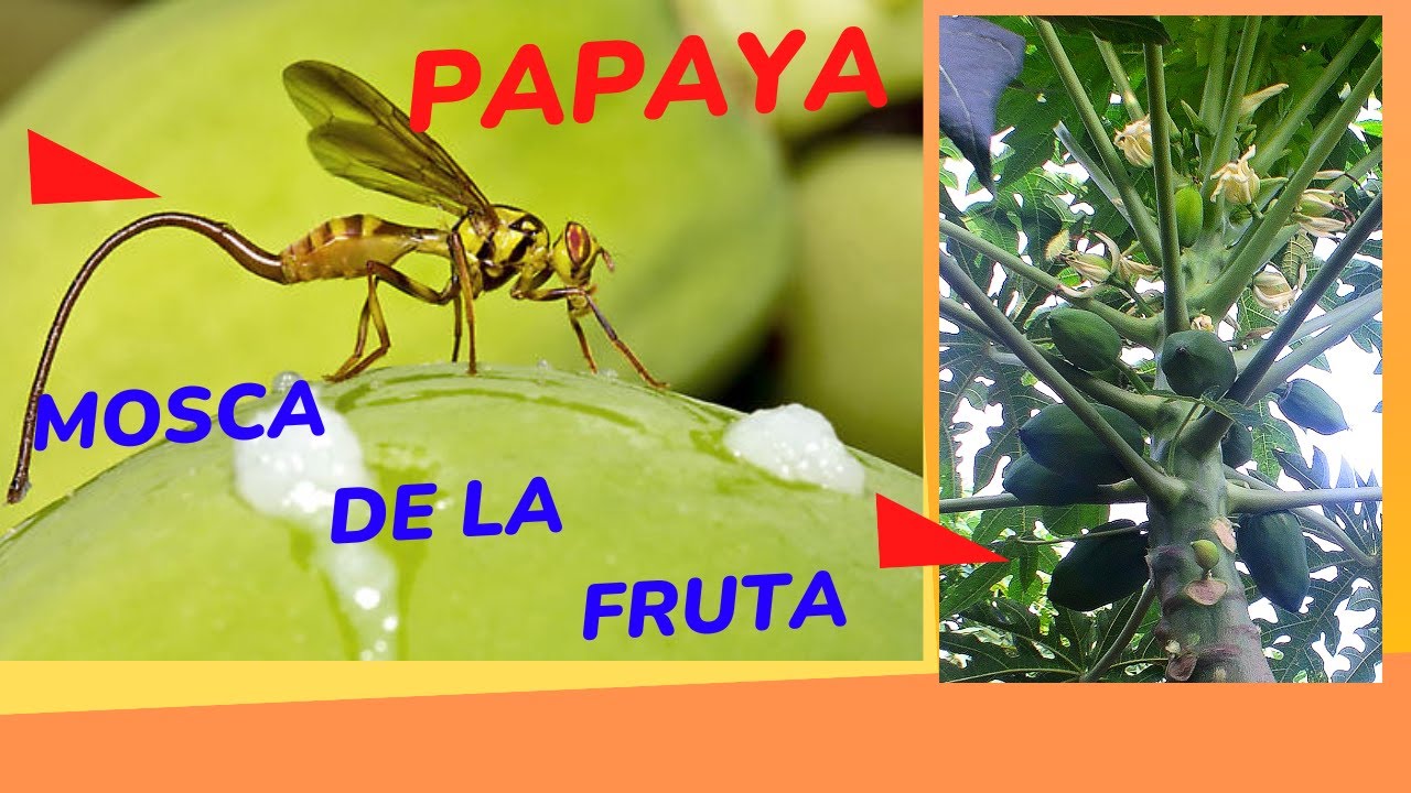 Papaya. Mosca de la Fruta.