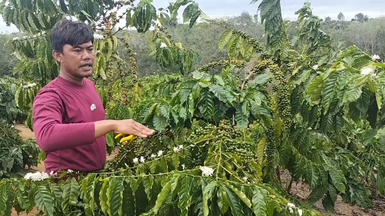 bhan dan buah kopi harus terjaga #semuaorang #pertanian #perawatankopi