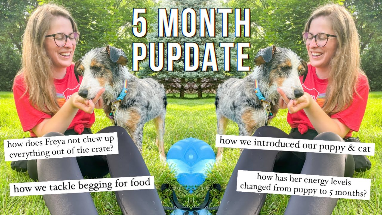 A Day in the Life of My 5 Month Old Australian Shepherd & Answering Your Questions | 5 Month Pupdate