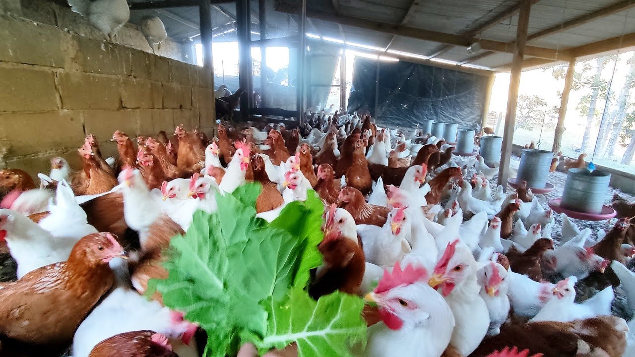 Debicamos nossas galinhas? 🤔 Tudo que você precisa saber sobre debicagem!! 🐓🐓