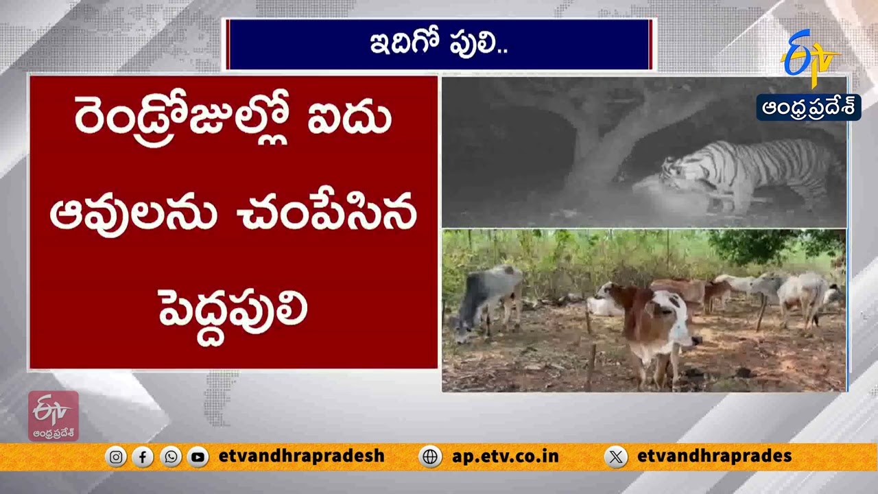 పులి కదలికలు కెమెరాలో రికార్డ్  | Trap Cameras Capture Tiger Movement in Buttayagudem | Eluru