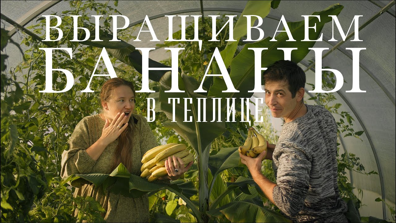 #29 Экзотические растения в русской деревне | Как вырастить банан, куркуму и ананасы | Наши секреты