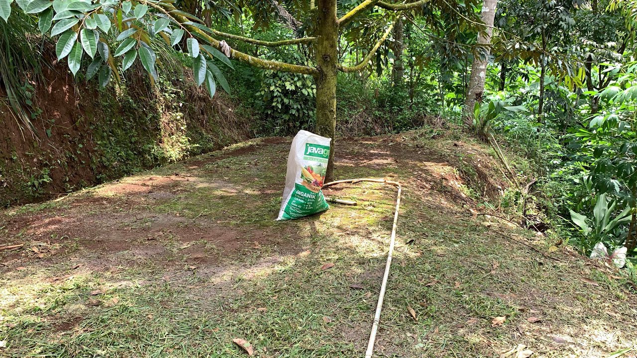 Recovery pohon durian dengan organik