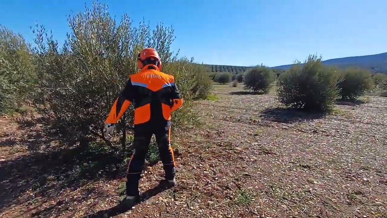 PODA OLIVO JAEN VIDEO 60