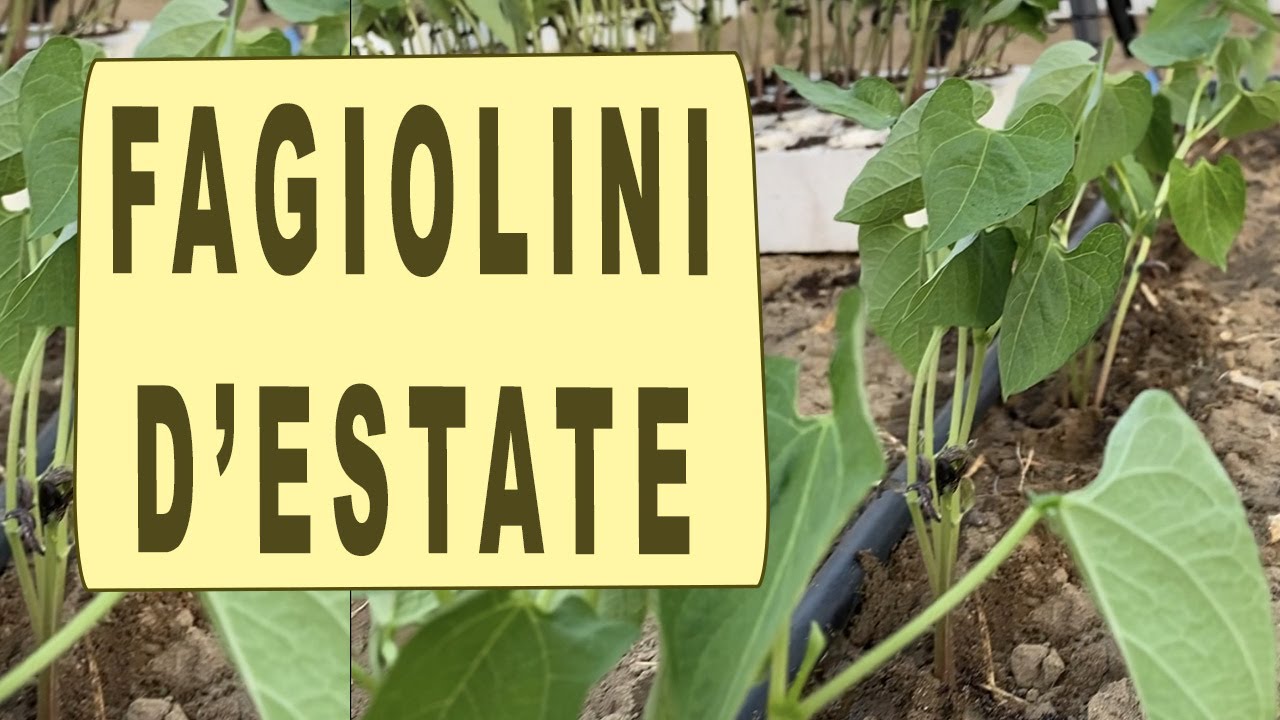 FAGIOLINI - consigli per il trapianto