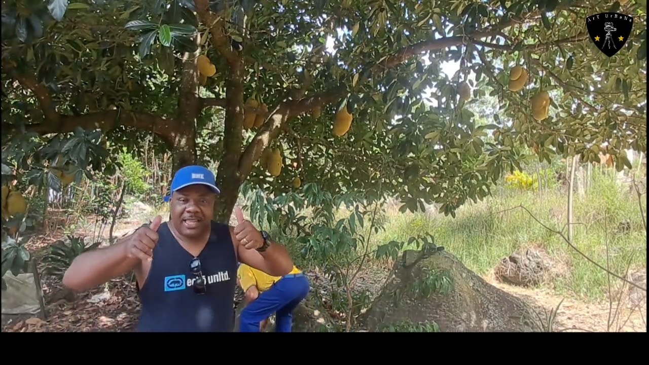 Comendo Jaca na Roça 