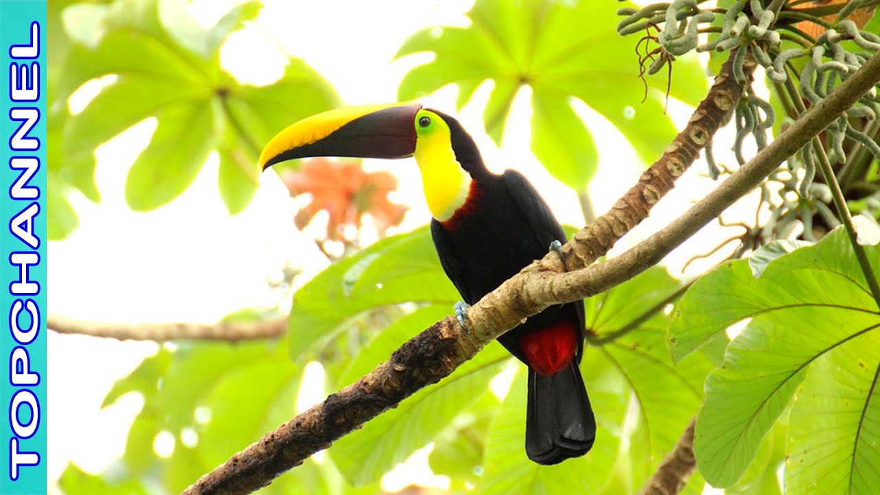 8 Hermosas especies de tucanes