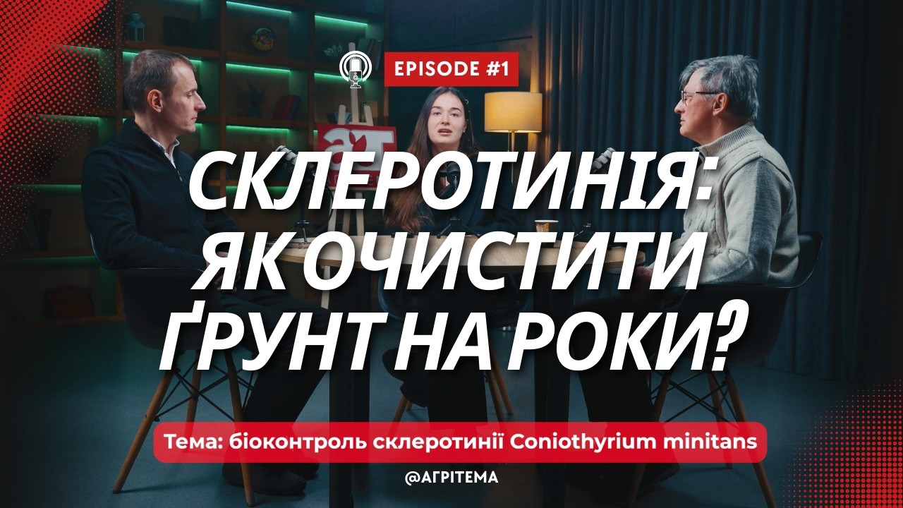 Склеротинія: як очистити ґрунт на роки?