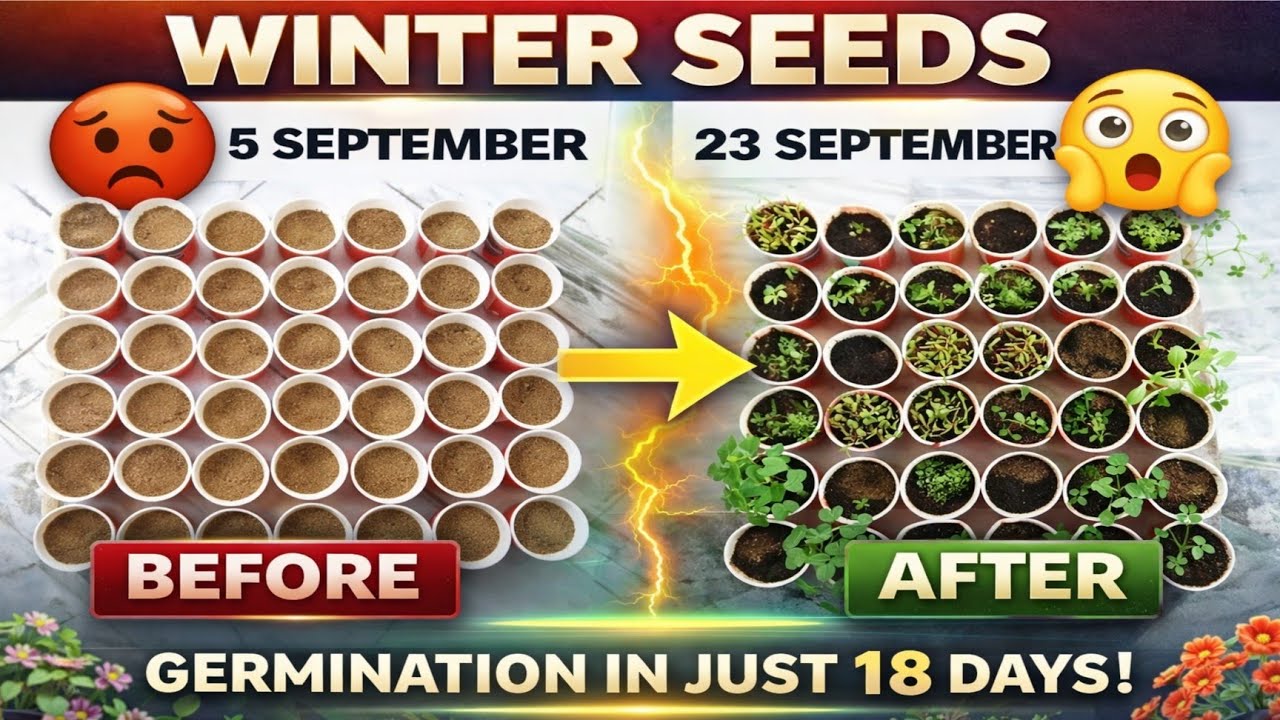 How To Germinate Winter Flowers Seeds (PART 2)  in 18 Day Only 30 Verity Germination Plants Video