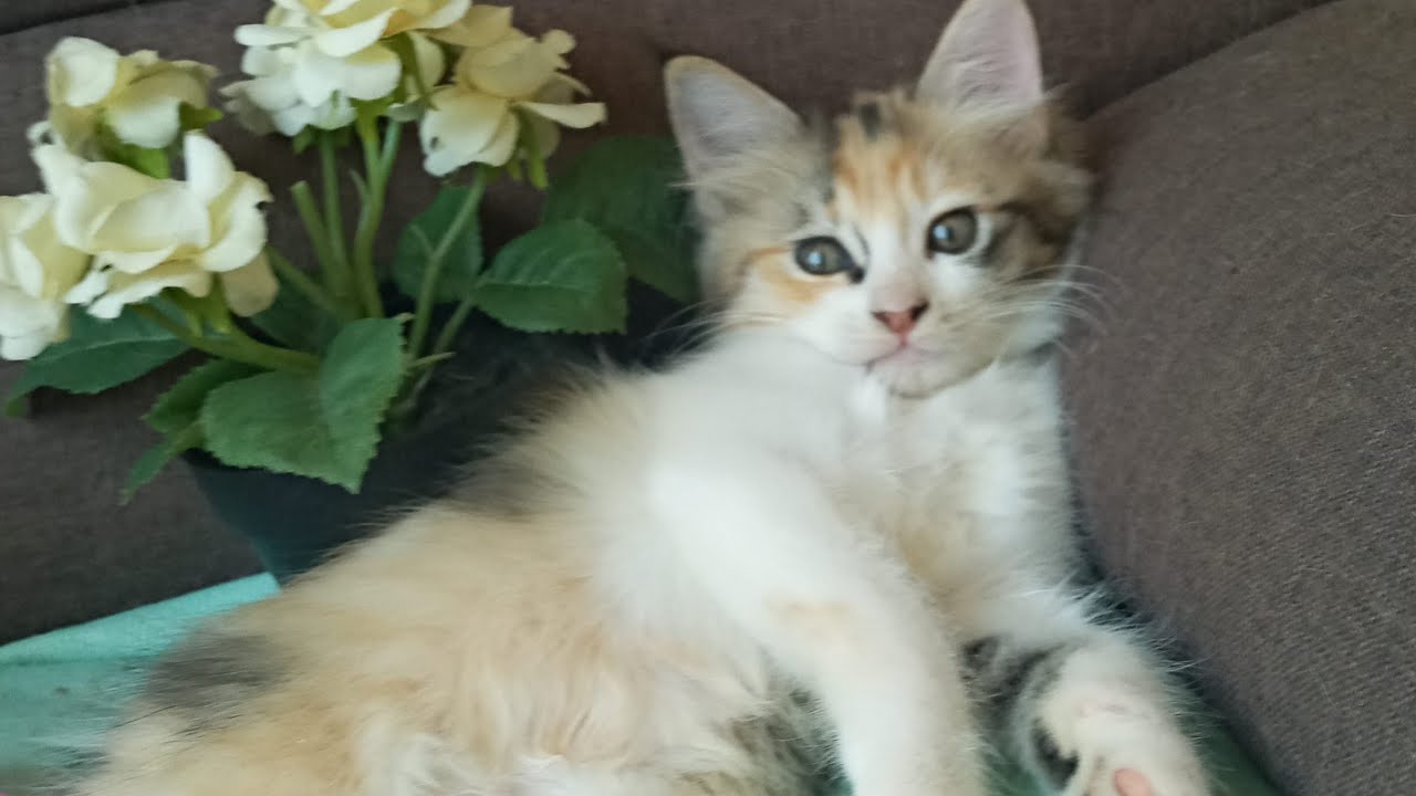 Time Machine Cats !!!! Longest Daily Cat's Story
