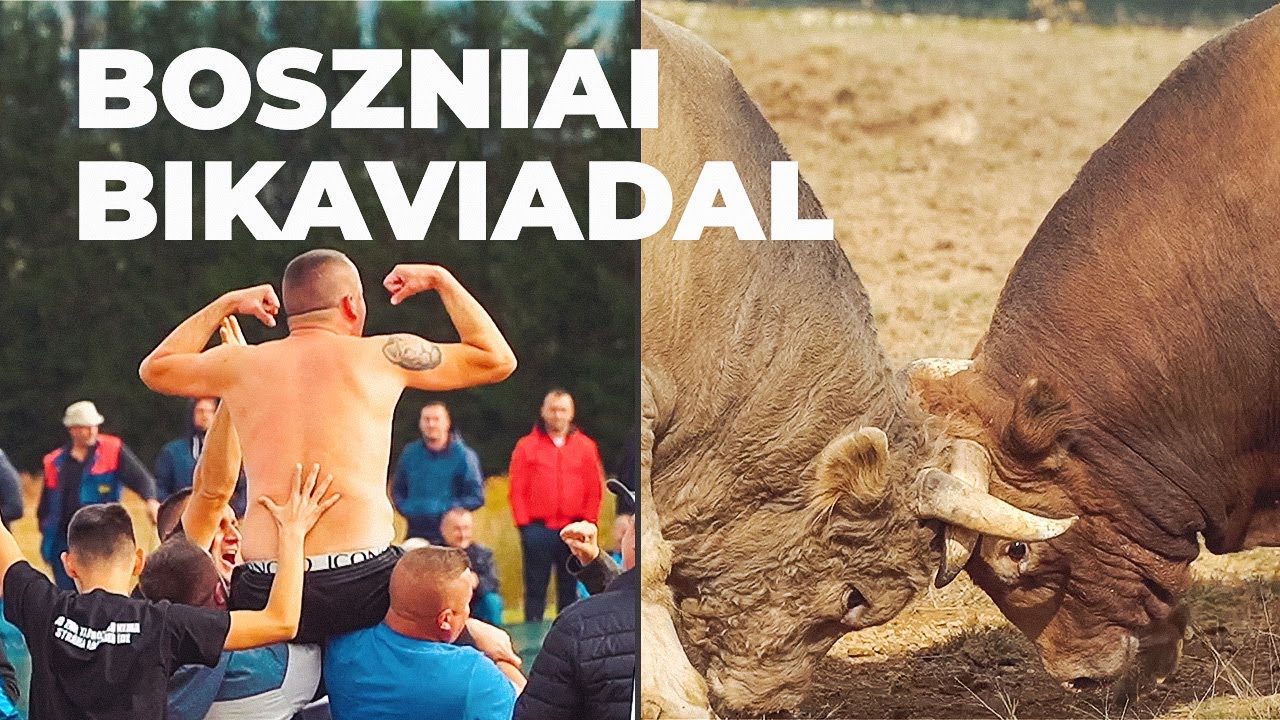 Ahol a bosnyák, a szerb és a horvát jóbarát – ilyen egy bikaviadal Boszniában
