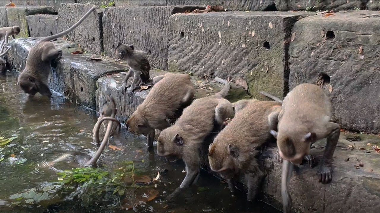 Wild monkey in Amber troop eating in ancient pool - Wildlife Animal 148