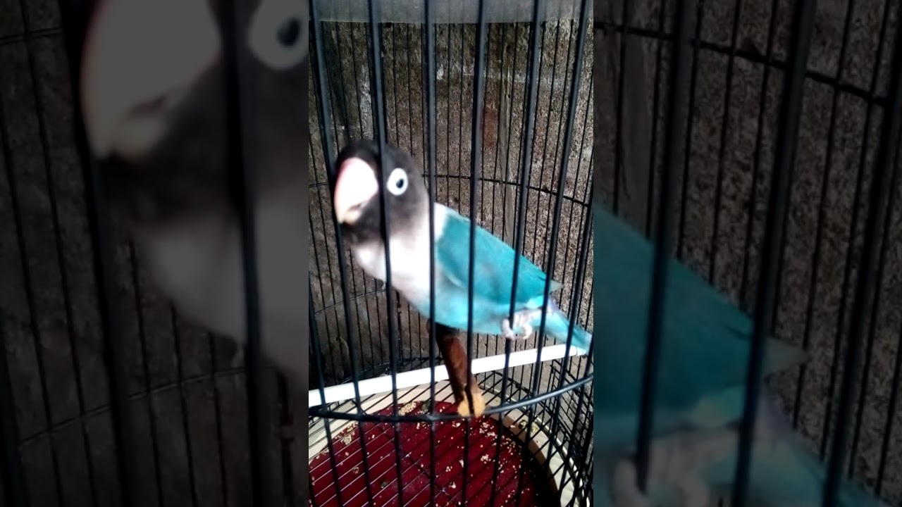 Lovebird cobalt konslet