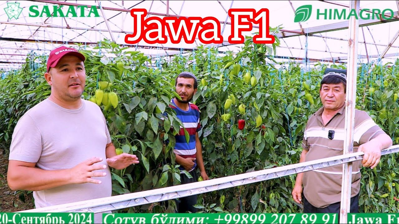 50 Cотихга Ява F1 экиб 500 млн лик ҳосил сотган деҳқон (Pepper Jawa F1 Sakata) 2-қисм