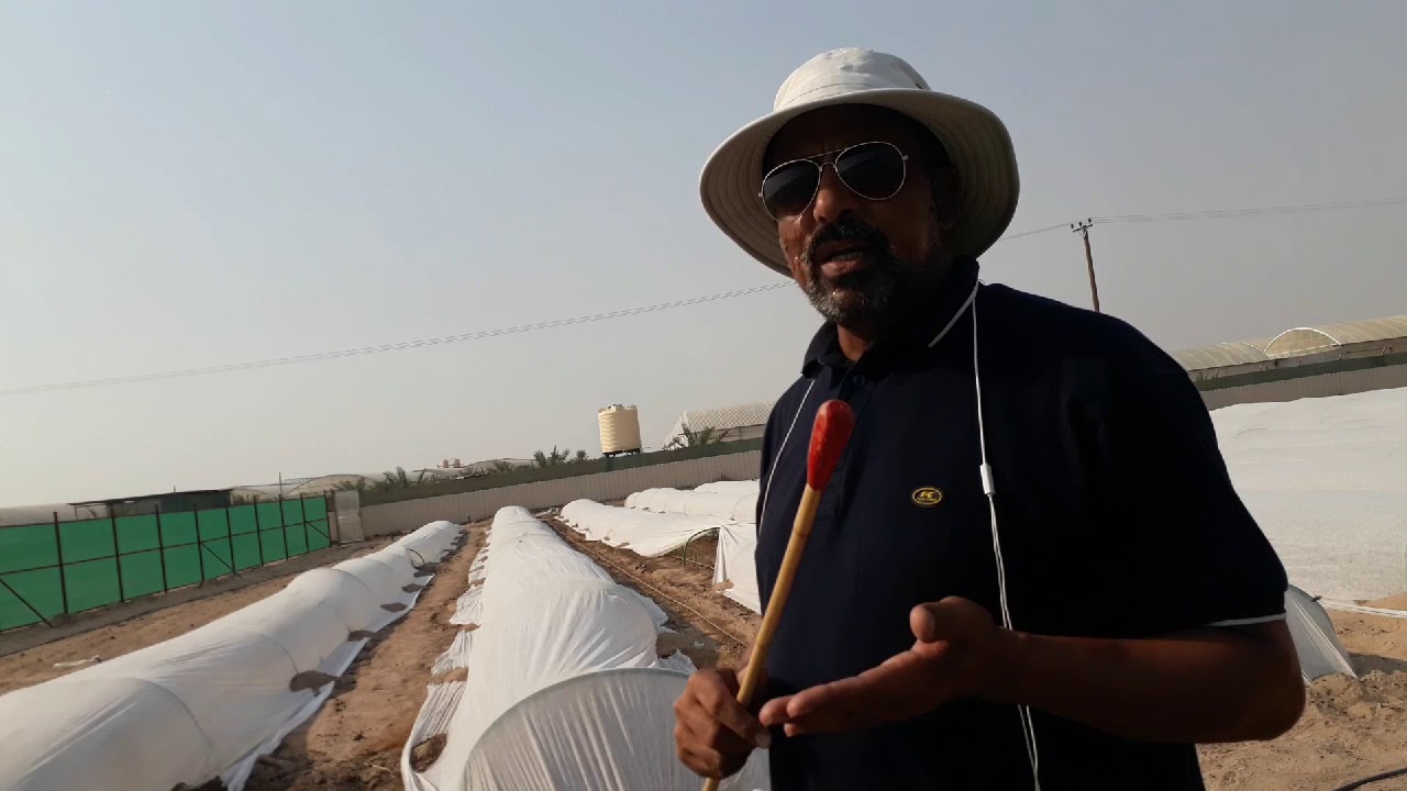 زراعة الطماطم تحت الأنفاق الصيفية ( أنفاق الشاش الابيض ) فى الكويت