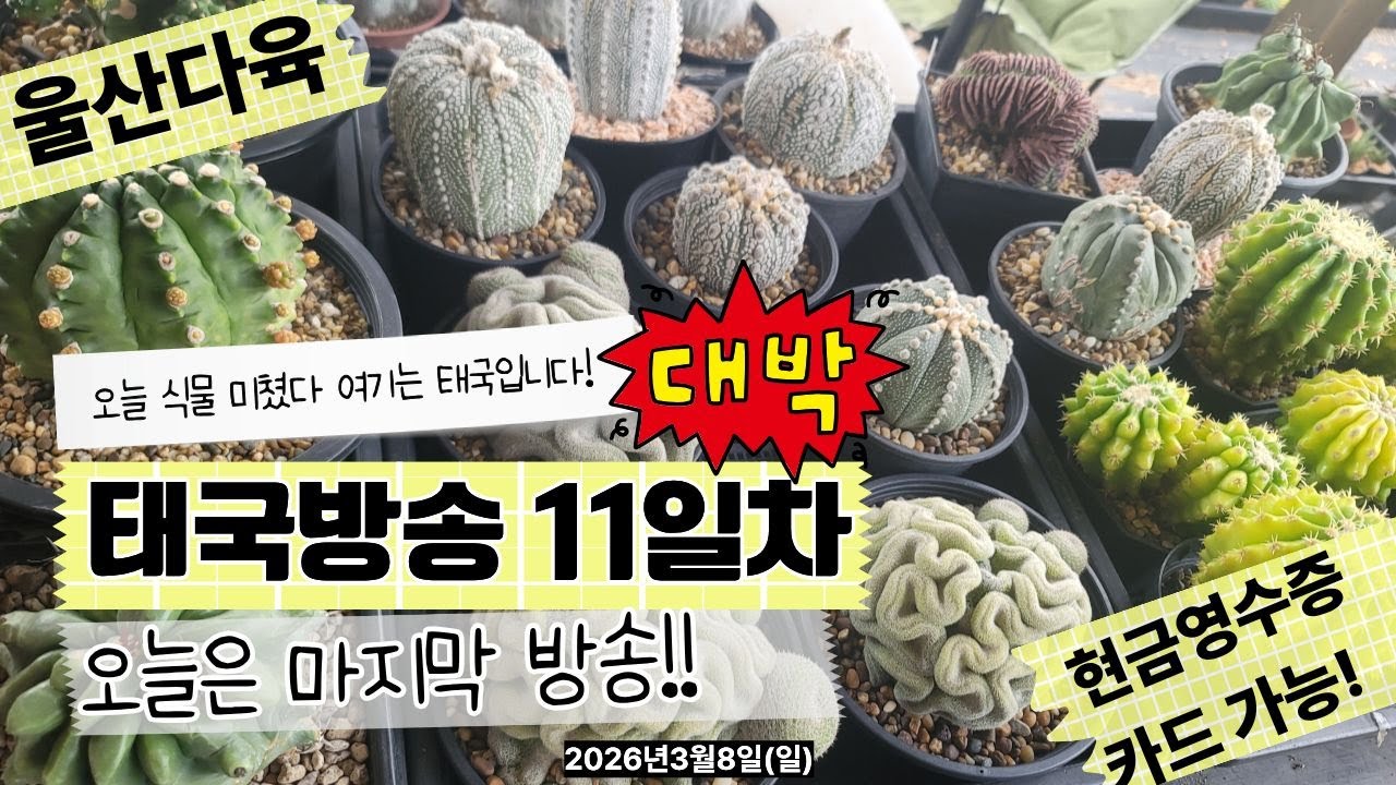 [3월8일 일요일]오늘은 멋진놈 천국이구나✨🍀💗#울산다육 #유튜브 #라이브#실시간#아프리카식물 #선인장 #다육이 #식물 #실시간방송 #힐링영상 #감성영상 #집꾸미기 #플랜테리어