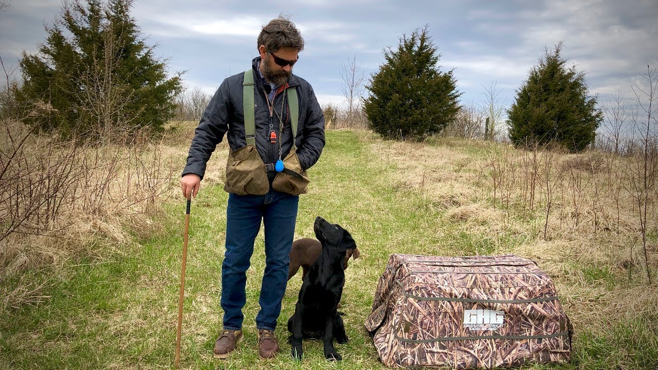 Labrador Retriever Puppy Training - 16 Weeks