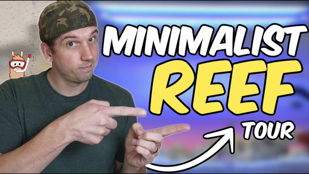 A Simple Reef Tank Tour With Minimalist Aquascape