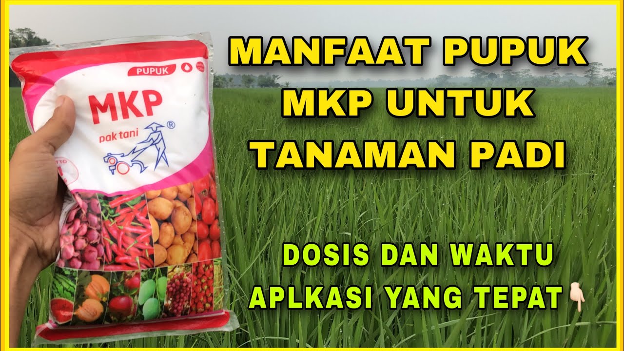 Manfaat dan Dosis Pupuk MKP Untuk Tanaman Padi