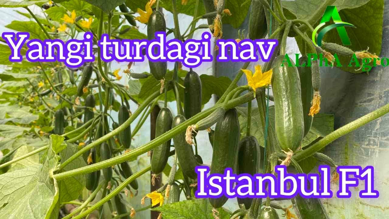 Бунакаси булмаган Istanbul F1  /  Истанбул Ф1 Хар куни териладиган, хосилдорлиги жуда хам юкори нав.