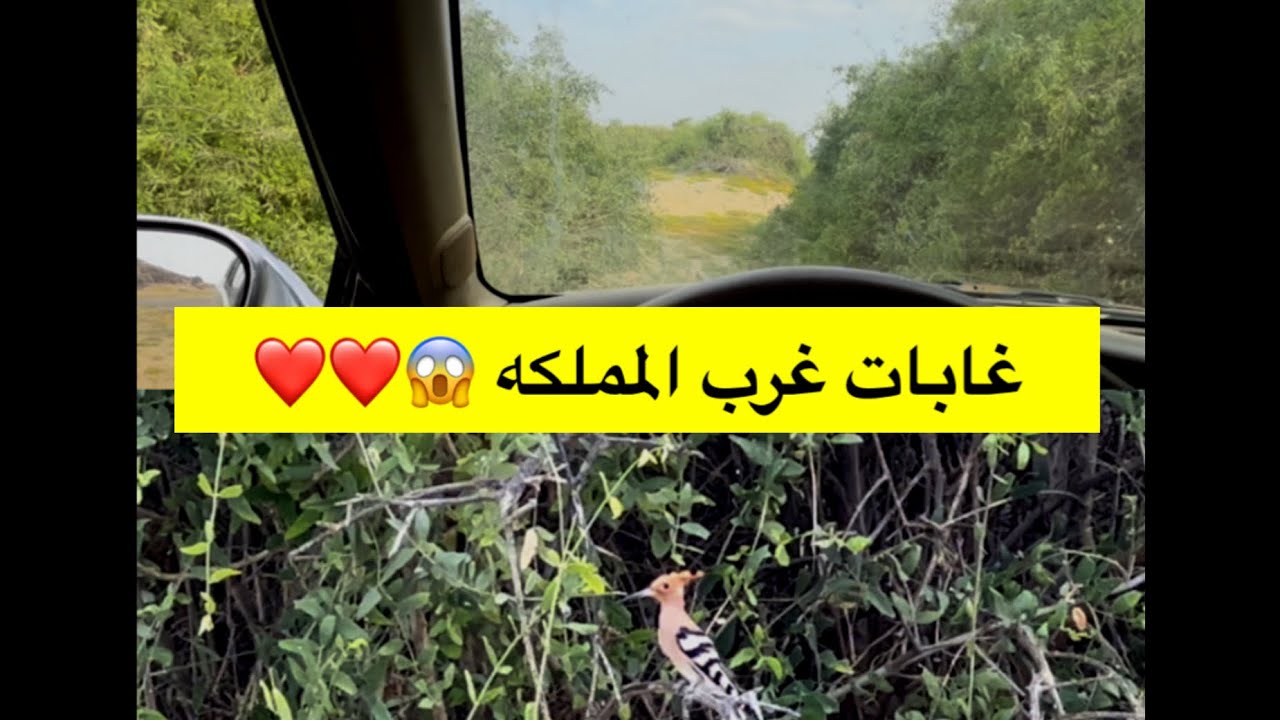 فلوق غابات اشجار الراك 😱😱غرب المملكة العربية السعوديه هذا هو اللذي يستخرج منه السواك