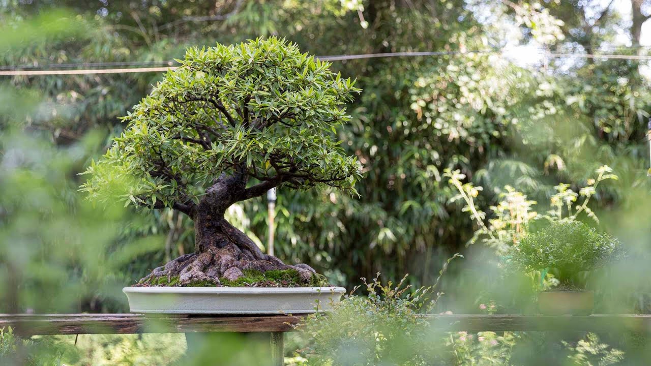 How to Make a Ficus Bonsai