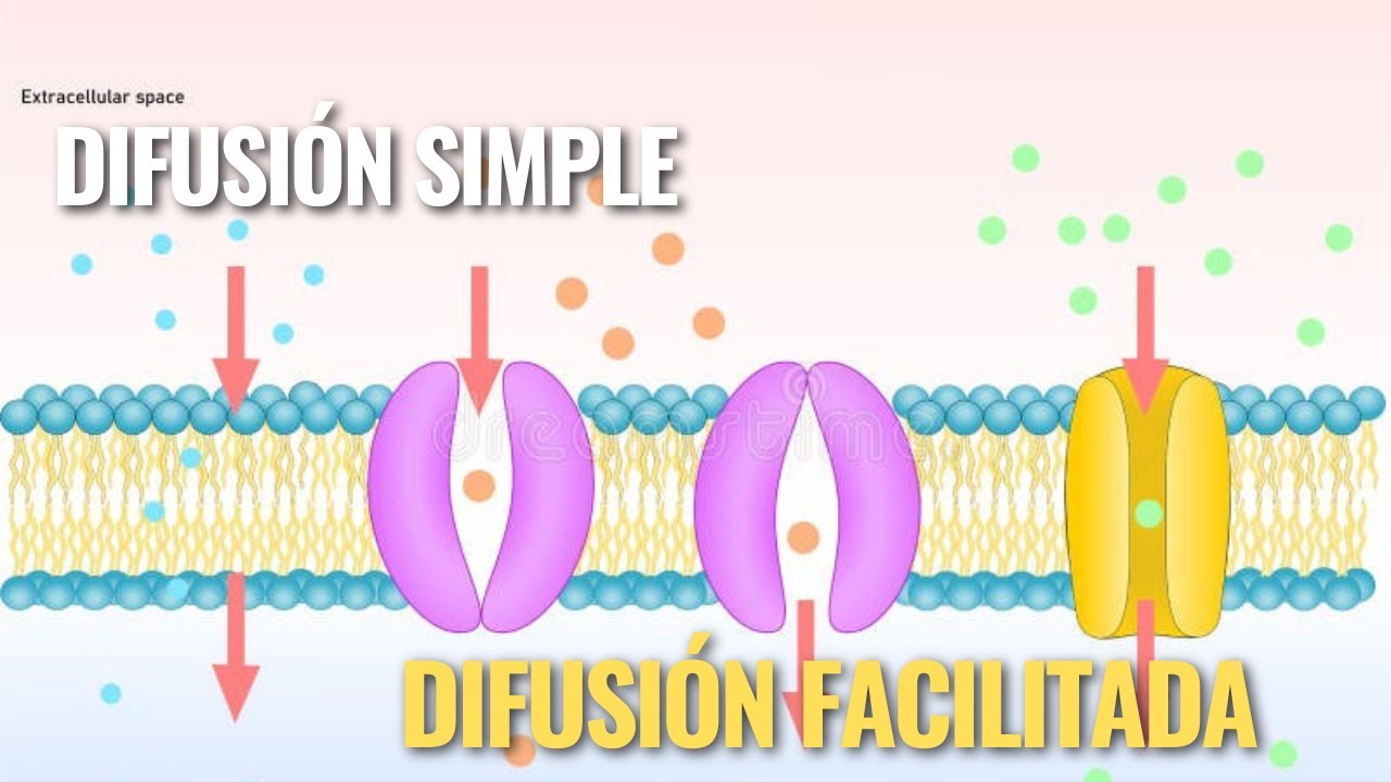 🔴🔵 Difusi&oacute;n simple y facilitada: Explicaci&oacute;n f&aacute;cil / Jose Moreno Bi&oacute;logo