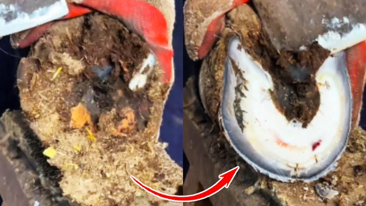 Super Hard Donkey Hoof, No Matter How Sharp A Knife Is, It Is Difficult To Cut!丨ASMR
