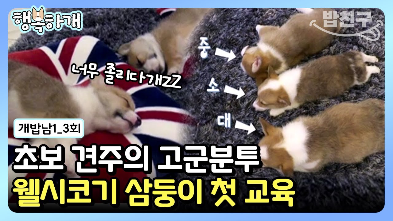 [#행복하개] 웰시코기 삼형제 이름 뭐라고 지을까요? 새로운 가족 강아지와 함께하는 달라진 일상💖 | 개밥 주는 남자 시즌1 3 회