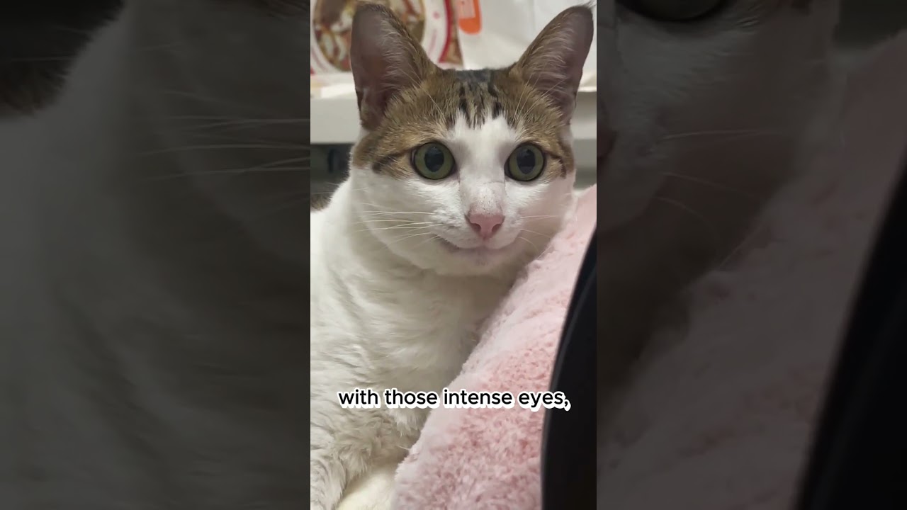 Does your cat do this? #catlovers #catbehavior #catcommunity #catlife