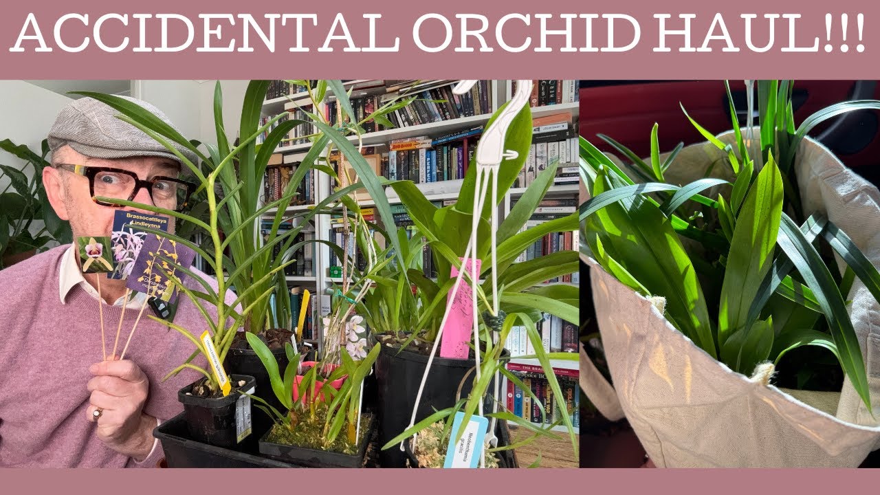 Accidental orchid haul from the Orchid Species Society of Victoria sale!!