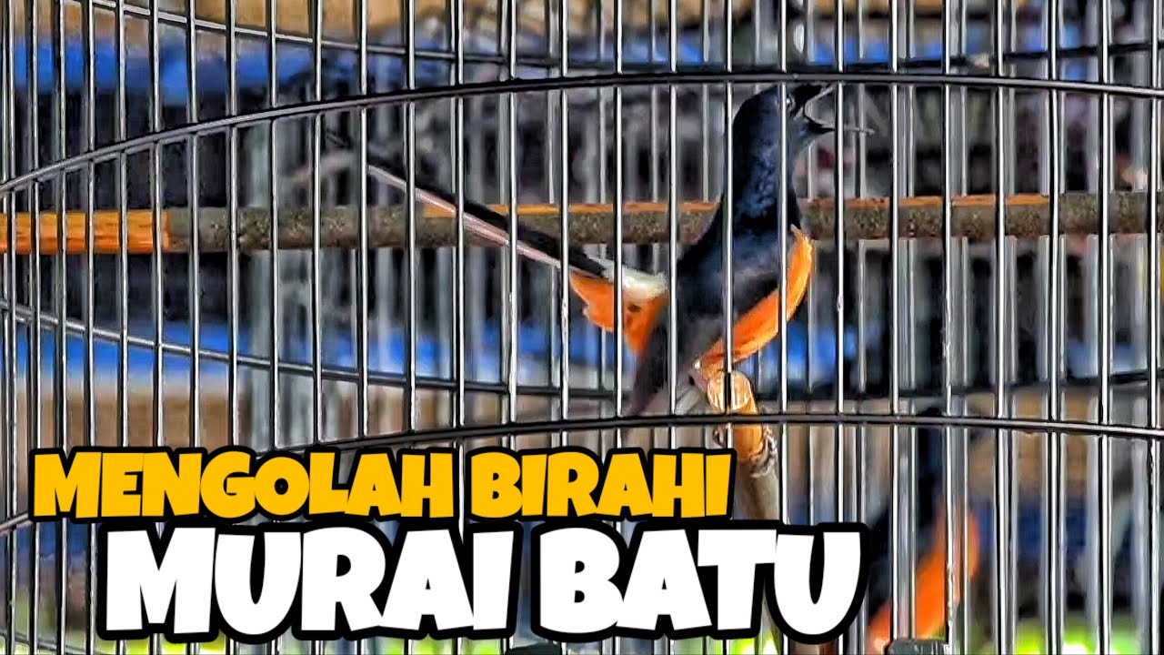 MENGOLAH BIRAHI MURAI BATU‼️AGAR MAINNYA LEBIH SEREM