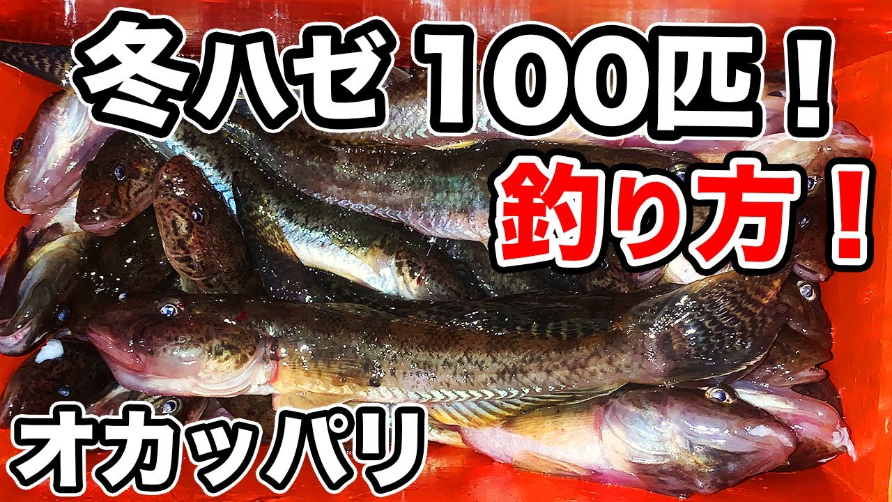 【ハゼ釣り必釣法  釣り方  基礎編】  真冬にオカッパリで  100匹釣る  ミャク釣りを解説  東京  下町  運河  【小物釣り  はぜ釣り   マハぜ  夜釣り  初心者必見  入門】