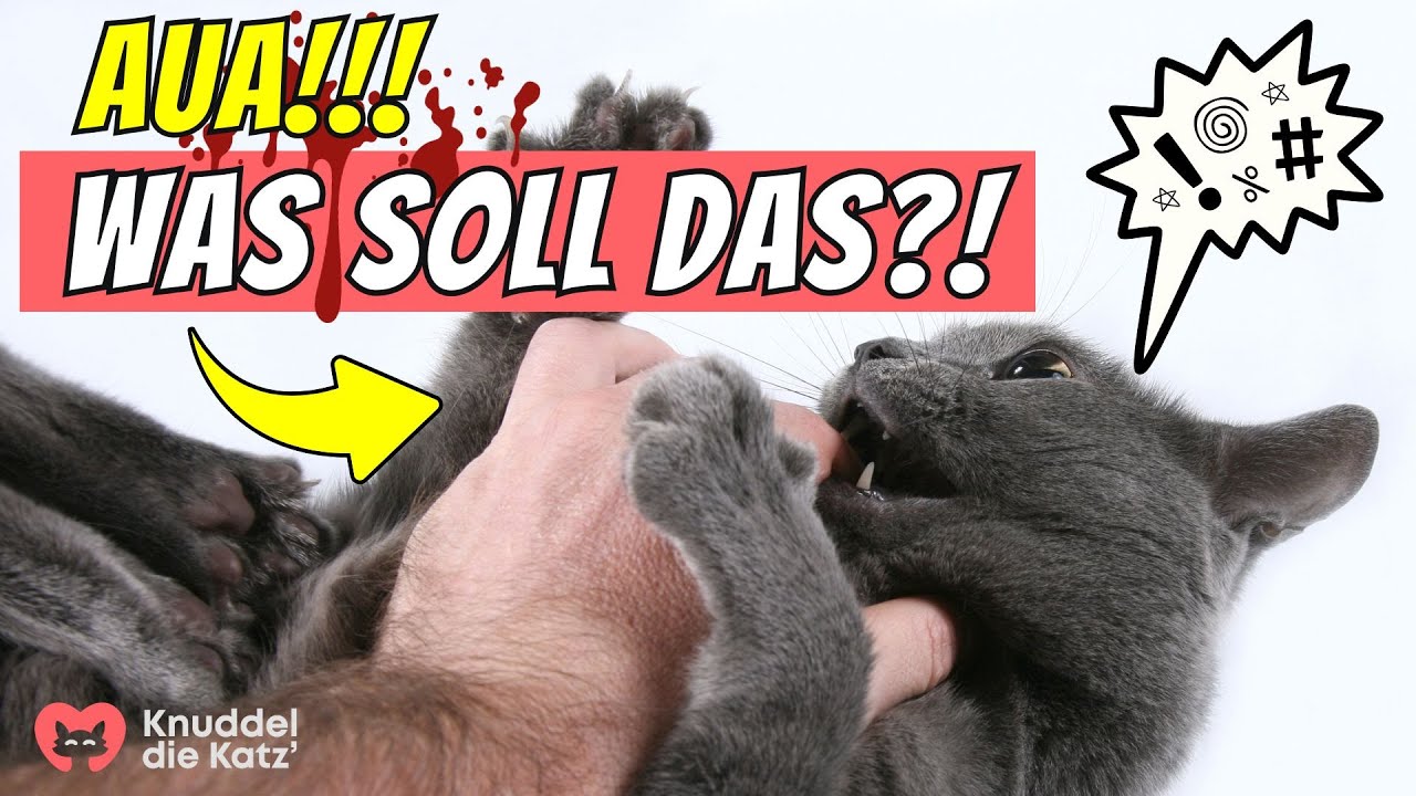 DESHALB bei&szlig;t deine Katze beim Streicheln ohne Vorwarnung 😨